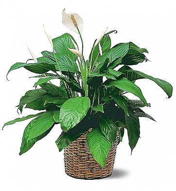 Peace Lily