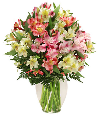 Awesome Alstroemeria